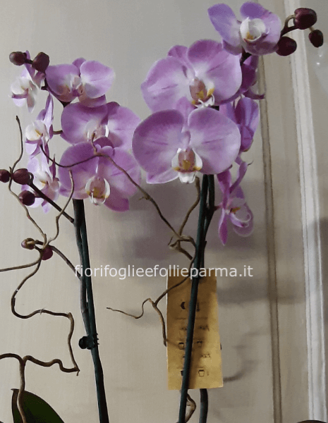 ORCHIDEA PHALAENOPSIS » Fiori a Parma. Fiorista a Parma per invio e  consegna a domicilio di fiori e piante a Parma.