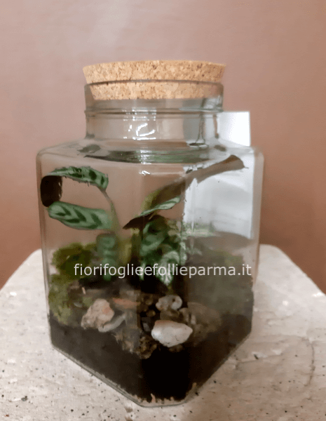 Terrarium piante verdi