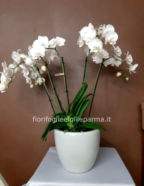 PHALAENOPSIS TEATRO