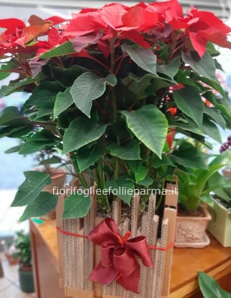 Stella di Natale (euphorbia pulcherrima)