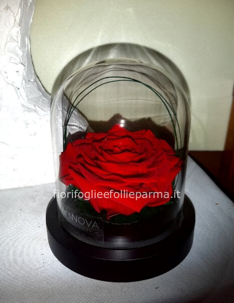 Rosa incantata rossa